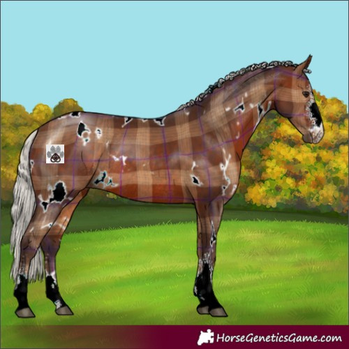 Horse Color:Plaid  White Spotted Silver Brown Sabino Rabicano 