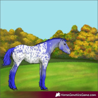 Horse Color:Watercolor Bay Appaloosa 