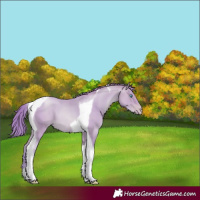 Horse Color:Watercolor Buckskin Pearl Tobiano 