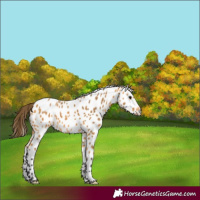 Horse Color:Buckskin Appaloosa 