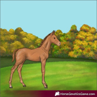 Horse Color:Chestnut Appaloosa 