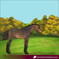 Horse Color:Buckskin 