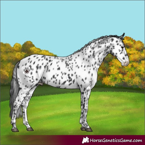 Horse Color:Black Appaloosa
