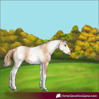 Horse Color:White Spotted Red Dun 