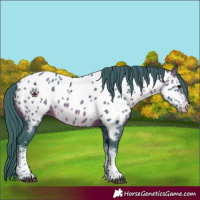 Horse Color:Watercolor White Spotted Brown Near Leopard 