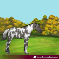Horse Color:White Spotted Grullo