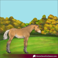Horse Color:Silver Buckskin 