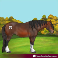 Horse Color:Bay Tobiano 