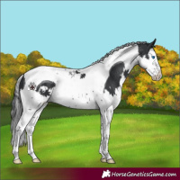 Horse Color:Black Splash Tobiano
