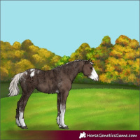 Horse Color:Silver Black Ice Sabino Tobiano Appaloosa