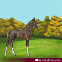 Horse Color:Gray White Spotted Chocolate Palomino Ice 