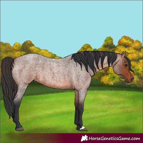 Horse Color:Unknown 