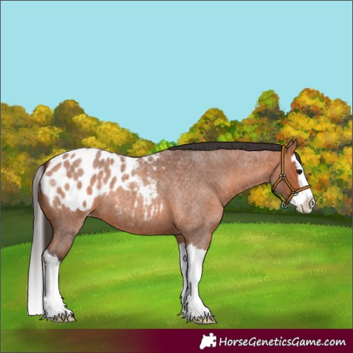 Horse Color:Bay Roan Splash Appaloosa 