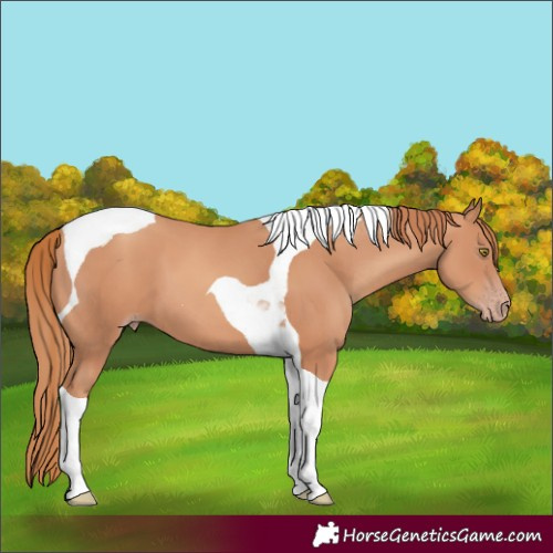 Horse Color:Gold Champagne Tobiano 