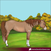 Horse Color:Red Dun Splash