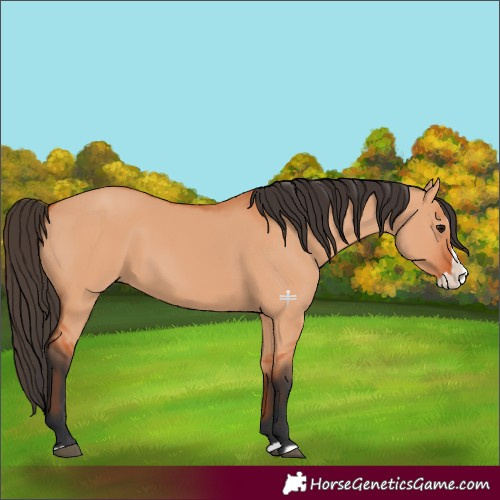 Horse Color:Bay Dun Splash 