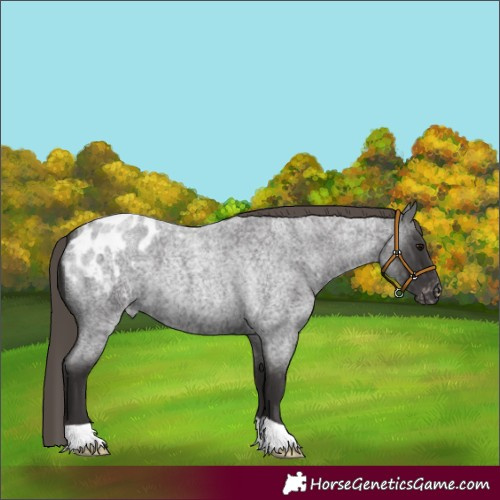 Horse Color:Smoky Blue Roan Blanket 