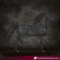 Horse Color:Black 