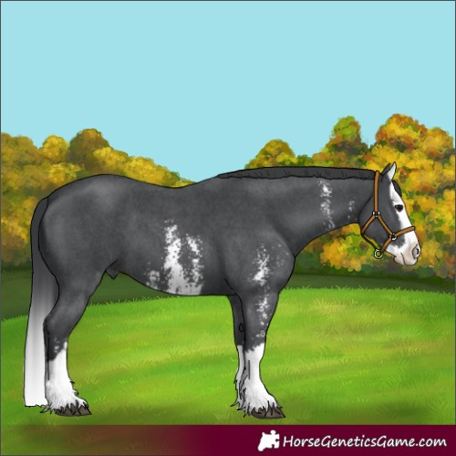 Horse Color:Black Sabino Splash 