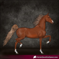 Horse Color:Chestnut 