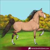 Horse Color:Bay Dun 