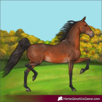 Horse Color:Bay 