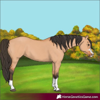 Horse Color:Bay Dun