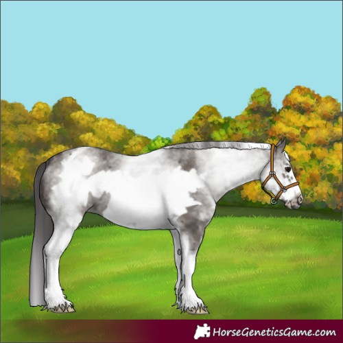 Horse Color:White Spotted Smoky Grullo Frame 