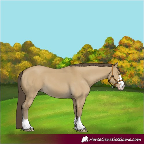 Horse Color:Classic Cream Champagne Dun 