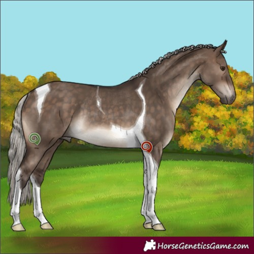 Horse Color:Silver Brown Dun Tobiano Rabicano 