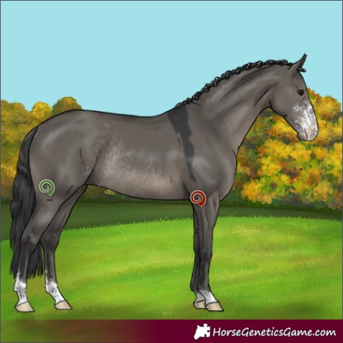 Horse Color:Grullo Sabino Rabicano 