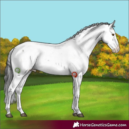 Horse Color:Brown Dun Sabino Rabicano