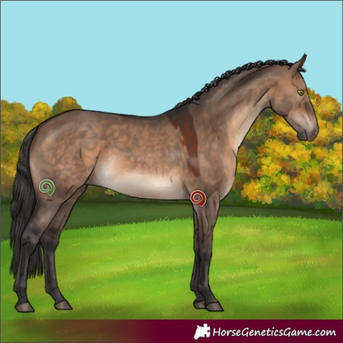 Horse Color:Brown Dun Rabicano