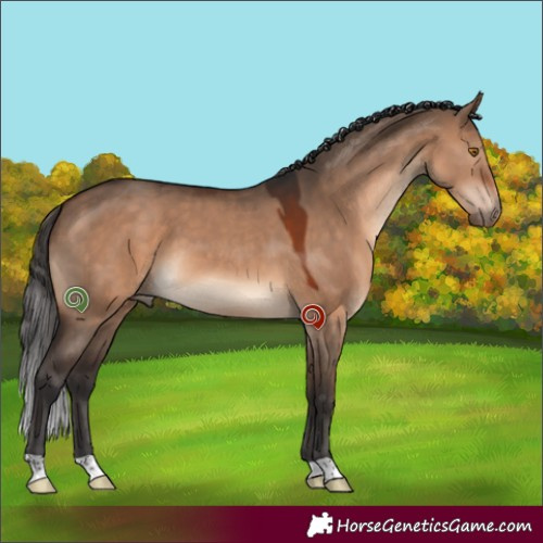 Horse Color:Brown Dun