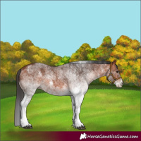 Horse Color:White Spotted Bay Rabicano