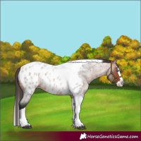 Horse Color:Bay Roan Splash Tobiano Appaloosa Rabicano