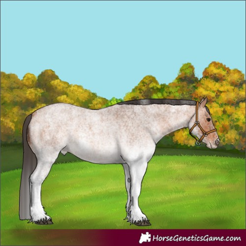 Horse Color:White Spotted Bay Roan Rabicano 