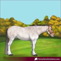 Horse Color:White Spotted Bay Roan Rabicano