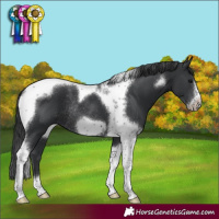 Horse Color:Black Tobiano Frame Rabicano