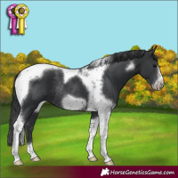 Horse Color:Black Tobiano Frame Rabicano