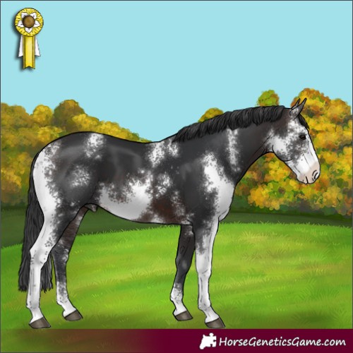 Horse Color:Brown Sabino 