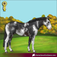 Horse Color:Brown Sabino