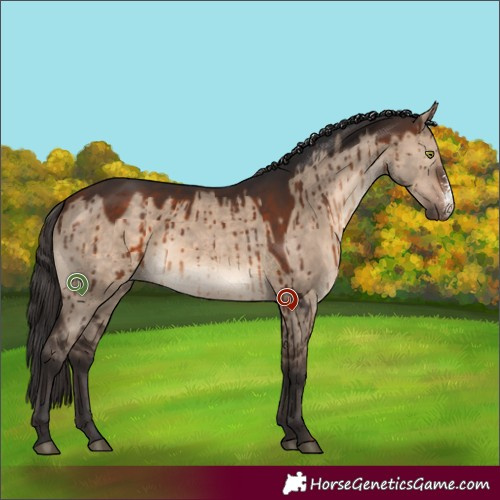 Horse Color:Bay Dun Sabino Brindle 