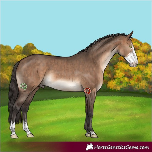 Horse Color:Bay Dun Sabino Brindle