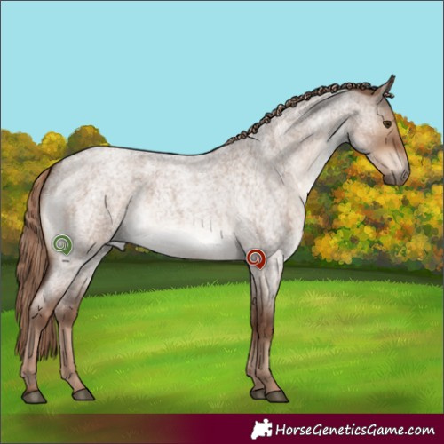 Horse Color:Liver Red Dun Roan