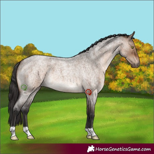 Horse Color:Brown Roan Dun 