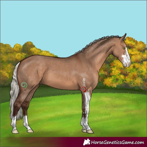 Horse Color:Silver Bay Dun Sabino 