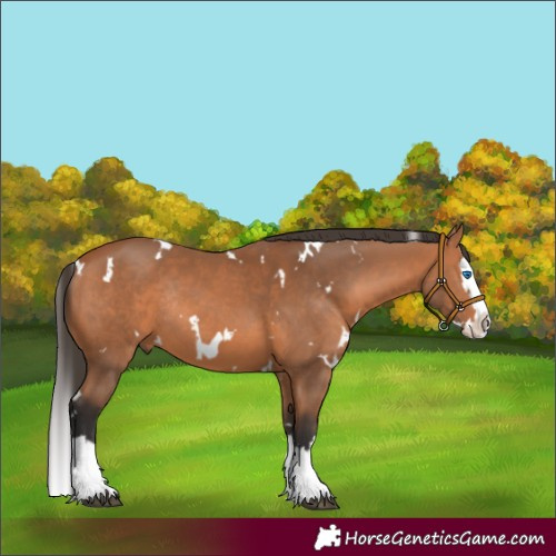 Horse Color:White Spotted Bay Splash Rabicano 