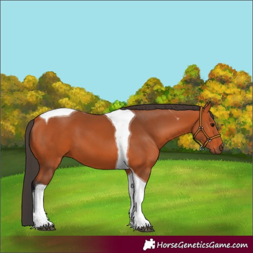 Horse Color:Bay Tobiano 