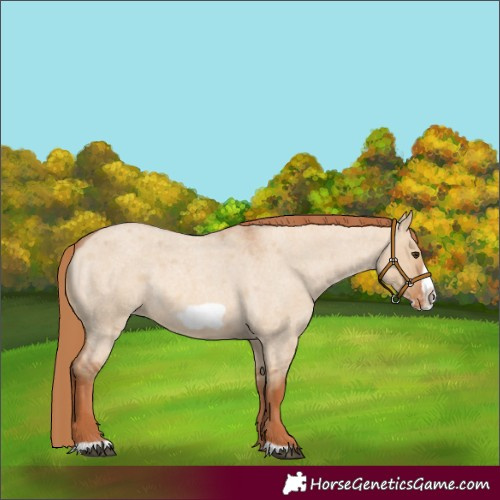 Horse Color:Red Dun Roan Frame Varnish Rabicano 